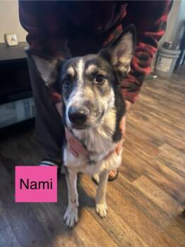 Rescue German Shepherd Dog and Husky Dogs for Adoption in Indianapolis, Indiana - Nami | PetCurious