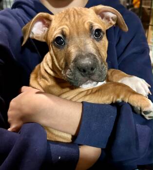 Mixed Breed Dogs Available for Adoption - Moose | PetCurious