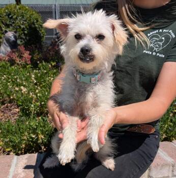 Terrier and Poodle Dogs Available for Adoption in Lathrop, California - Candy | PetCurious