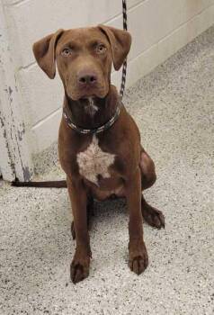 Kit -  Labrador Retriever and Hound Dog for Adoption in Kansas City, Missouri - Kit | PetCurious