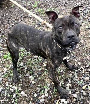 Mixed Breed Dogs Available for Adoption in Mckeesport, Pennsylvania - Pip | PetCurious