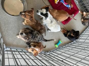 Australian Cattle Dog Blue Heeler Dogs Available for Adoption in Thomson, Georgia - Puppies | PetCurious