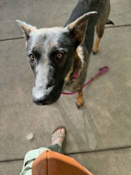 Belgian Shepherd Malinois and German Shepherd Dog Dogs Available for Adoption in Imlay City, Michigan - Tinker In CA | PetCurious