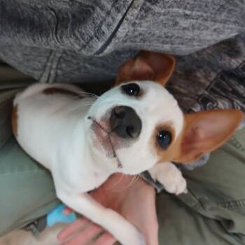 Marlin -  Chihuahua Dog for Adoption in Johnson City, Tennessee - Marlin | PetCurious