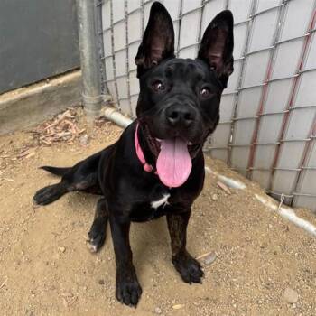 VIOLET -  Pit Bull Terrier and French Bulldog Dog for Adoption in Ontario, California - VIOLET | PetCurious