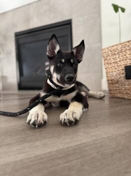 Badger -  Husky Dog for Adoption in Vancouver, Washington - Badger | PetCurious
