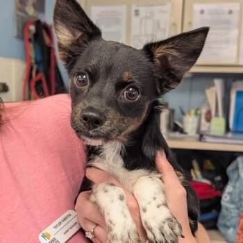 Foliage -  Mixed Breed Dog for Adoption in West Olive, Michigan - Foliage | PetCurious