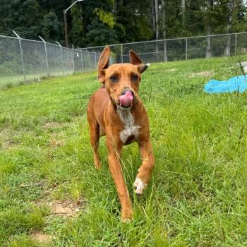 Hot Shot 072901A -  Redbone Coonhound and Black Mouth Cur Dog for Adoption in Amory, Mississippi - Hot Shot 072901A | PetCurious
