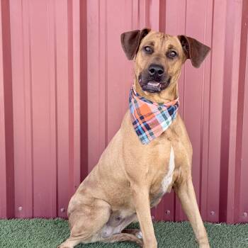 Evie Mae -  Rhodesian Ridgeback and Black Mouth Cur Dog for Adoption in Lubbock, Texas - Evie Mae | PetCurious