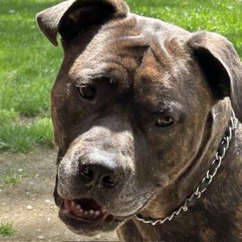 Lucia - Mass. Bridgewater -  Bullmastiff Dog for Adoption in Templeton, Massachusetts - Lucia - Mass. Bridgewater | PetCurious
