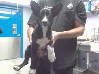 SULLY -  Labrador Retriever and Mixed Breed Dog for Adoption in Albuquerque, New Mexico - SULLY | PetCurious