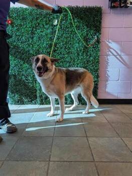 61724827 -  Mixed Breed Dog for Adoption in El Paso, Texas - 61724827 | PetCurious