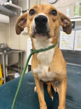 Nanook -  Mixed Breed Dog for Adoption in Mobile, Alabama - Nanook | PetCurious