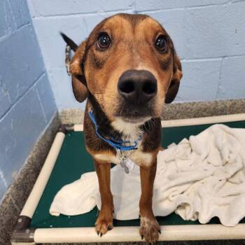 Jack -  Hound and Mixed Breed Dog for Adoption in Falls Church, Virginia - Jack | PetCurious