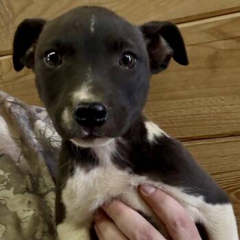 Jill -  Labrador Retriever Dog for Adoption - Jill | PetCurious