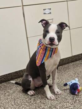 Pit Bull Terrier and Mixed Breed Dogs Available for Adoption in Westland, Michigan - Delilah | PetCurious