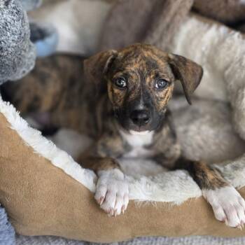Jewel -  Mixed Breed Dog for Adoption in Cleveland, Texas - Jewel | PetCurious
