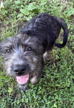 Athena -  Schnauzer Dog for Adoption in South Bend, Indiana - Athena | PetCurious