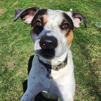 Australian Cattle Dog Blue Heeler and Beagle Dogs Available for Adoption in Middlebury, Vermont - Hercules | PetCurious