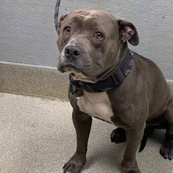 Pit Bull Terrier Dogs Available for Adoption in Las Vegas, Nevada - ROWAN | PetCurious