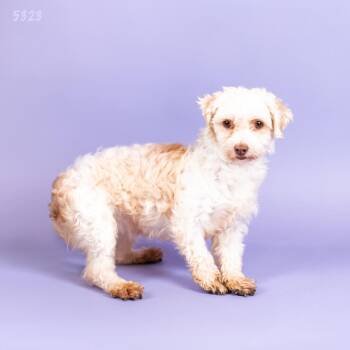 Havanese Dogs Available for Adoption - Icy | PetCurious