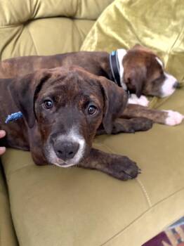 Tommy -  Chesapeake Bay Retriever and Boxer Dog for Adoption in Lincoln, Nebraska - Tommy | PetCurious