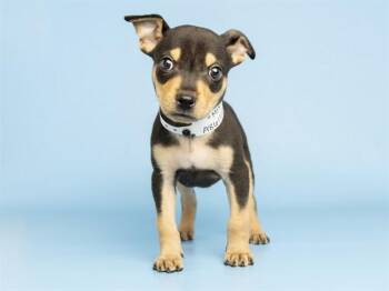MIKEY -  Chihuahua and Mixed Breed Dog for Adoption in Phoenix, Arizona - MIKEY | PetCurious