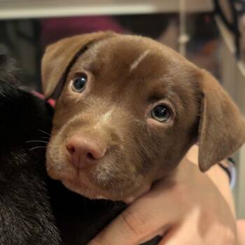Rescue Chocolate Labrador Retriever and Mixed Breed Dogs for Adoption in Eastford, Connecticut - NY Ruby Avail Nov 23 (Choice Pet Carmel) | PetCurious