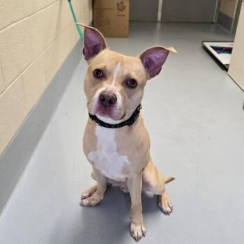 Norman -  Pit Bull Terrier and Mixed Breed Dog for Adoption in Concord, North Carolina - Norman | PetCurious