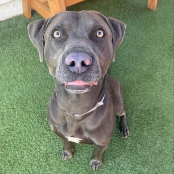 Rescue Labrador Retriever and Weimaraner Dogs for Adoption in Long Beach, California - Pepper | PetCurious