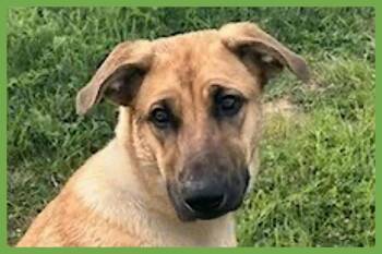 Gracie -  Belgian Shepherd Malinois and German Shepherd Dog Dog for Adoption in Amherst, Massachusetts - Gracie | PetCurious
