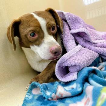Cow Tale -  Beagle and Mixed Breed Dog for Adoption in Lyndhurst, Virginia - Cow Tale | PetCurious