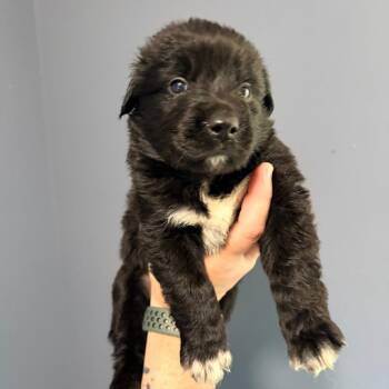 Bottle Rocket -  Retriever and Mixed Breed Dog for Adoption in Olathe, Kansas - Bottle Rocket | PetCurious
