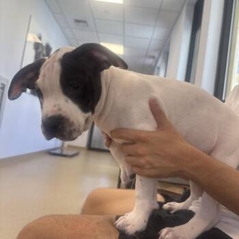 Doofus -  Bull Terrier and Mixed Breed Dog Available for Adoption in West Palm Beach, Florida - Doofus | PetCurious