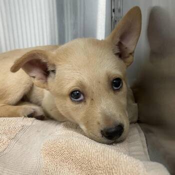 Kona -  Shepherd Dog for Adoption in Abilene, Texas - Kona | PetCurious