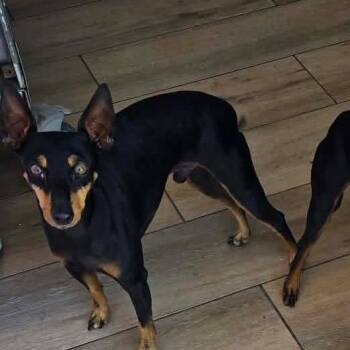 Star  OS AZ_2 -  Manchester Terrier Dog for Adoption in Las Vegas, Nevada - Star  OS AZ_2 | PetCurious
