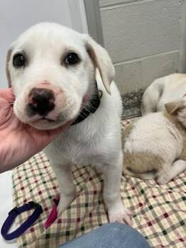 Great Pyrenees Dogs Available for Adoption - Cirrus (Black) | PetCurious