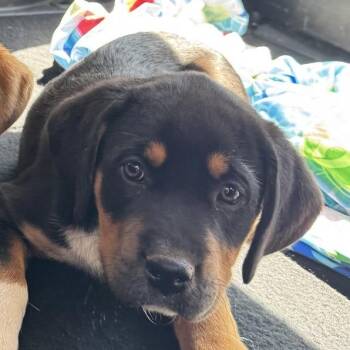 Catahoula Leopard Dog Dogs Available for Adoption in Columbus, North Carolina - Conway | PetCurious