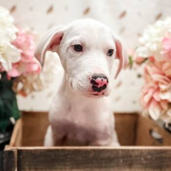 Arlo -  Great Dane and Great Pyrenees Dog for Adoption in Newberg, Oregon - Arlo | PetCurious