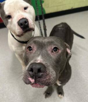 Pit Bull Terrier Dogs Available for Adoption in Indianapolis, Indiana - JORDAN | PetCurious