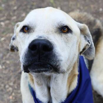 KANE -  Mastiff and German Shepherd Dog Dog for Adoption in San Antonio, Texas - KANE | PetCurious