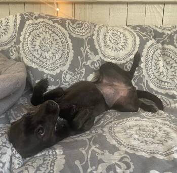 Chihuahua Dogs Available for Adoption in Fort Worth, Texas - Dior | PetCurious