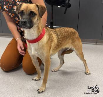 Chrystal -  Black Mouth Cur and Labrador Retriever Dog for Adoption in Washington, District Of Columbia - Chrystal | PetCurious