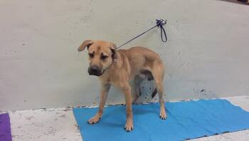 A2096159 -  Labrador Retriever Dog for Adoption in Houston, Texas - A2096159 | PetCurious