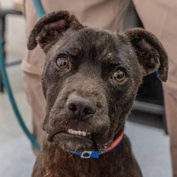 Staffordshire Bull Terrier Dogs Available for Adoption - Dragon | PetCurious