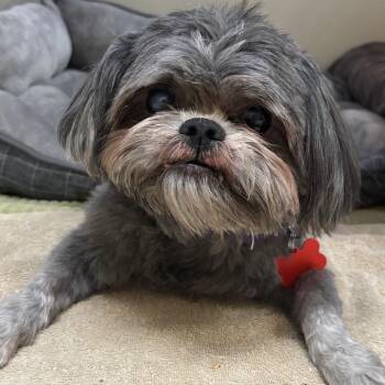 Timon 54411 -  Maltese and Mixed Breed Dog for Adoption in Las Vegas, Nevada - Timon 54411 | PetCurious