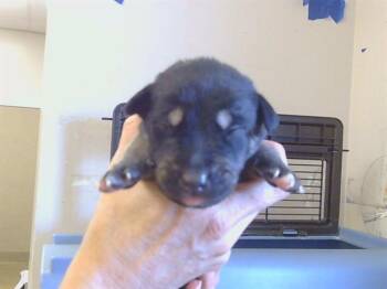 Husky Dogs Available for Adoption - JERRY | PetCurious