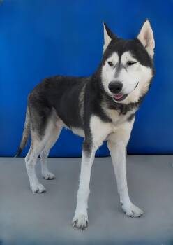 Siberian Husky Dogs Available for Adoption in Pasadena, California - ARROW | PetCurious