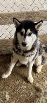 Togo -  Siberian Husky Dog for Adoption in Sumter, South Carolina - Togo | PetCurious