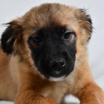Spaniel Dogs Available for Adoption in Johnson City, Tennessee - Merlin | PetCurious